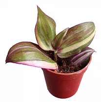 Традесканция приречная -Tradescantia fluminensis Quadricolor D5 H15