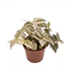 Традесканция приречная - Tradescantia fluminensis quadricolor D5 H15
