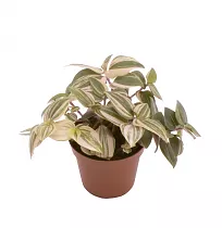 Традесканция приречная - Tradescantia fluminensis quadricolor D5 H15