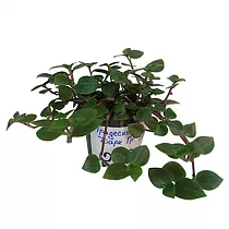 Традесканция Дарк Грин - Tradescantia Dark Green  D12 H20