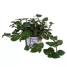Традесканция Дарк Грин - Tradescantia Dark Green  D12 H20