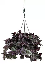 Традесканция зебрина - Tradescantia zebrina Little Hill D18 H40