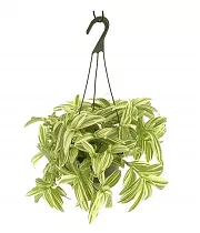 Традесканция Айвори Хилл - Tradescantia Ivory Hill D15 H30