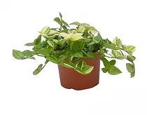 Традесканция - Tradescantia Yellow Hill D5 H15