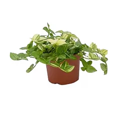 Традесканция - Tradescantia Yellow Hill D5 H15