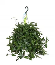 Традесканция - Tradescantia Green Hill D18 H40