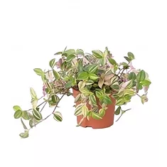 Традесканция приречная -Tradescantia fluminensis Quadricolor D12 H20