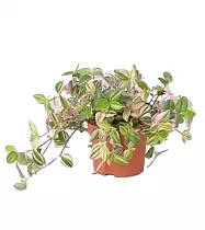 Традесканция приречная -Tradescantia fluminensis Quadricolor D12 H20