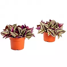 Традесканция зебрина - Tradescantia zebrina Little Hill D12 H15