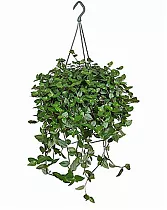 Традесканция Дарк Грин - Tradescantia Dark Green D18 H40