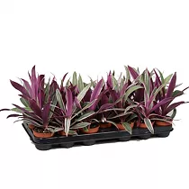 Традесканция разноцветная - Tradescantia spathacea D5 H20