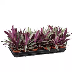 Традесканция разноцветная - Tradescantia spathacea D5 H20