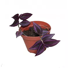Традесканция - Tradescantia Jungle Jewels D5 H15