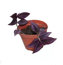 Традесканция - Tradescantia Jungle Jewels D5 H15