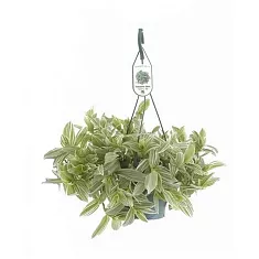 Традесканция белоцветковая -Tradescantia Albiflora Albovittata D15 H30