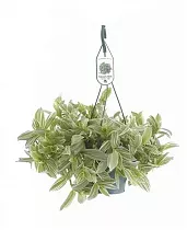Традесканция белоцветковая -Tradescantia Albiflora Albovittata D15 H30