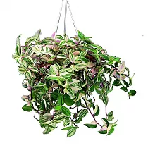 Традесканция - Tradescantia albiflora tricolor D18 H38
