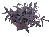 Традесканция - Tradescantia Purple Swifttale D12 H20