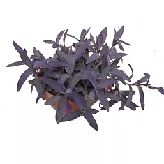 Традесканция - Tradescantia Purple Swifttale D12 H20