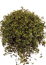 Традесканция - Tradescantia multiflora D18 H40