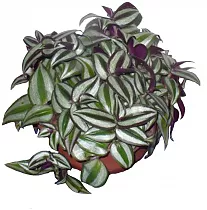 Традесканция Пинк Джой - Tradescantia Pink Joy D18 H40