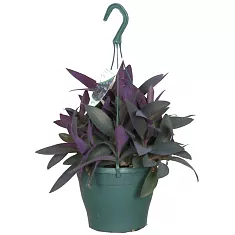 Традесканция - Tradescantia pallida Purple Heart D17 H25