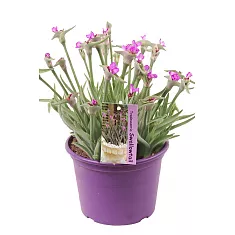 Традесканция - Tradescantia Swifttale D12 H25