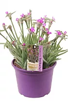 Традесканция - Tradescantia Swifttale D12 H25