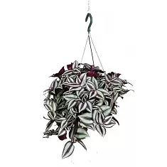 Традесканция зебрина - Tradescantia zebrina Little Hill D18 H40
