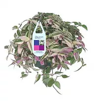 Традесканция приречная -Tradescantia fluminensis Quadricolor D17 H35