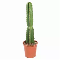 Цереус Ямакару - Cereus jamacaru D14 H50