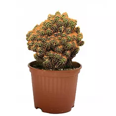 Цереус перуанский - Cereus peruvianus Monstrosus D12 H17