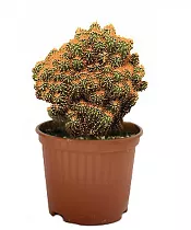 Цереус перуанский - Cereus peruvianus Monstrosus D12 H17