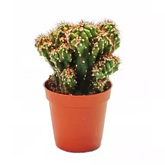 Цереус перуанский - Cereus peruvianus Monstrosus D12 H15
