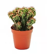 Цереус перуанский - Cereus peruvianus Monstrosus D12 H15