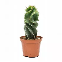 Цереус Спиральный, Спиралевидный - Cereus brasile D12 H20