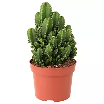 Цереус перуанский - Cereus peruvianus Monstrosus D14 H25