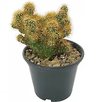 Цереус перуанский - Cereus peruvianus Monstrosus D9 H12