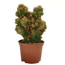Цереус перуанский - Cereus peruvianus Monstrosus D12 H20