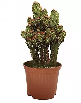 Цереус перуанский - Cereus peruvianus Monstrosus D15 H30