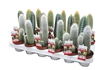 Цереус скай лайн - Cereus sky line D9 H18