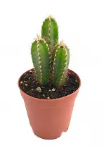 Цереус Перуанский, цереус ночной, или репандус - Cereus repandus D12 H20