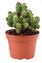 Цереус перуанский - Cereus peruvianus D12 H20