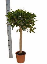 Австралийский фикус - Ficus australis D25 H95