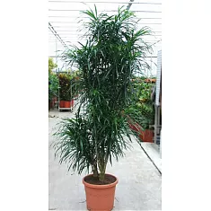 Драцена Рефлекса Анита куст - Dracaena Reflexa Anita H250