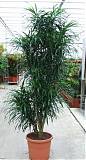 Драцена Рефлекса Анита куст - Dracaena Reflexa Anita H250