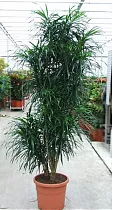 Драцена Рефлекса Анита куст - Dracaena Reflexa Anita H250
