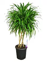 Драцена Рефлекса Анита - Dracaena Reflexa Anita D30 H80
