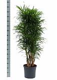 Драцена Рефлекса Анита куст - Dracaena Reflexa Anita D40 H155