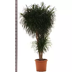 Драцена Рефлекса Анита куст - Dracaena Reflexa Anita D45 H200